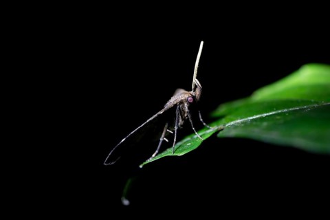 Moths at night in the jungle, Amani Nature Forest Reserve, Eastern Usambara Mountains, Tanga,