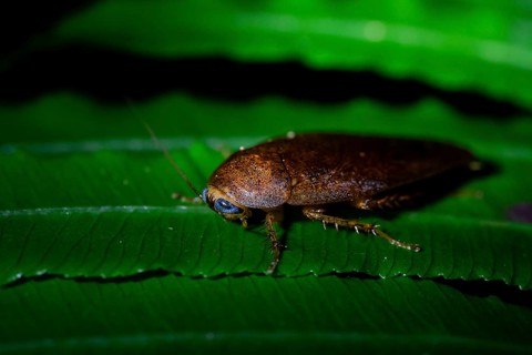 Cockroach (leaf todea) in the jungle, Amani Nature Forest Reserve, Eastern Usambara Mountains,