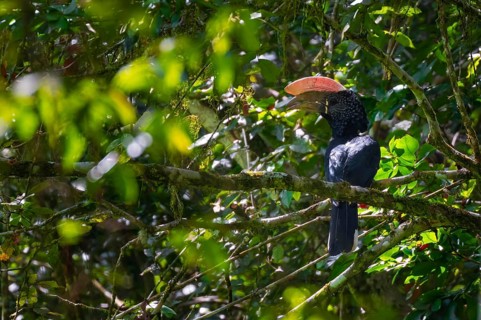 Silver-cheeked hornbill (Bycanistes brevis) in the jungle, Amani Nature Forest Reserve, Eastern