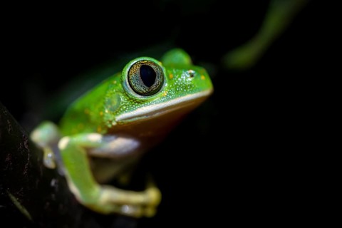 Forest climbing frog (Leptopelis barbouri) in the jungle, night view, Amani Forest Reserve,