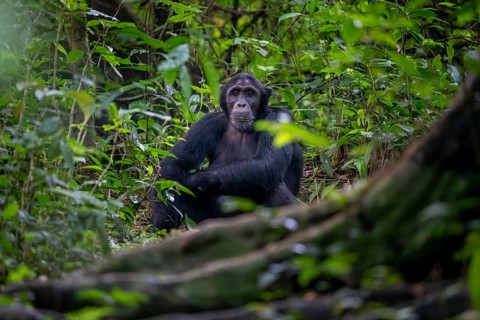 Chimpanzee (Pan Troglodytes), adult male on the ground in the jungle, Murchison Falls National