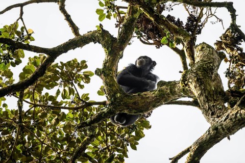 Chimpanzee (Pan Troglodytes), adult male feeding in the treetop in the jungle, Murchison Falls