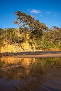 New Zealand Christmas tree (Metrosideros) in Otara Bay. Morning, golden hour.Otara Bay, Coromandel