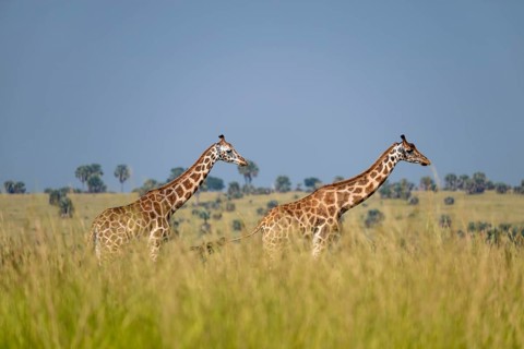 Rothschild giraffes in Murchison Falls National Park, Uganda