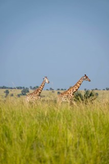 Rothschild giraffes in Murchison Falls National Park, Uganda