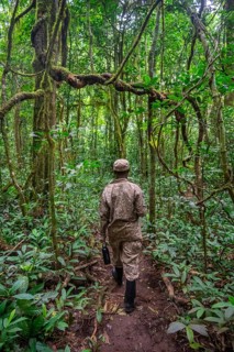 Ranger running in the jungle, Kibale National Park, Uganda
