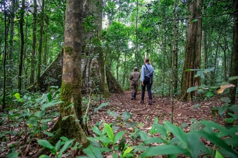 Tourists and rangers run in the jungle, Kibale National Park, Uganda