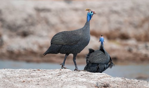 Helmet guinea fowl (Numida meleagris), swarm at the waterhole, Nxai Pan National Park, Botswana