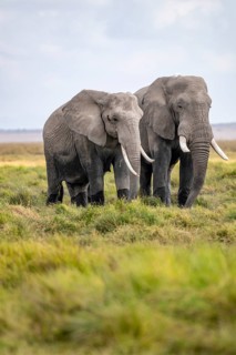 Two African elephants (Loxodonta africana), Amboseli National Park, Rift Valley Province, Kenya
