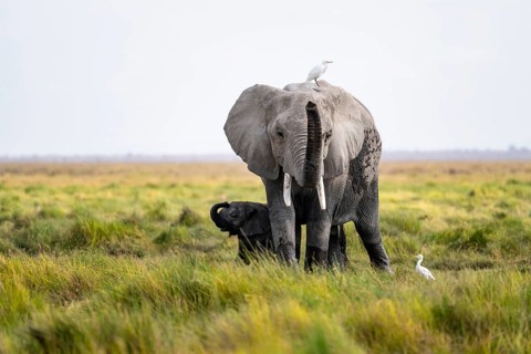 African elephant (Loxodonta africana), young animal killing, heron on the back, Amboseli National