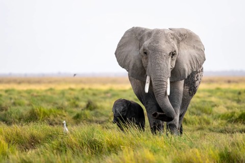 African elephant (Loxodonta africana), mother and young in Amboseli National Park, Rift Valley