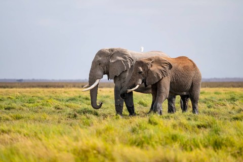 Two African elephants (Loxodonta africana), Amboseli National Park, Rift Valley Province, Kenya