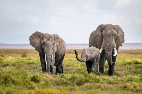 African elephant (Loxodonta africana), family with young animals in Amboseli National Park, Rift