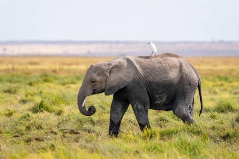 Young animal with bird on its back, African elephant (Loxodonta africana), Amboseli National Park,