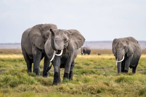 African elephant (Loxodonta africana), herd of young animals in Amboseli National Park, Rift Valley