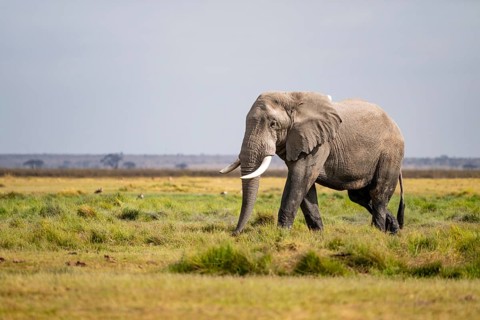 African elephant (Loxodonta africana), Amboseli National Park, Rift Valley Province, Kenya