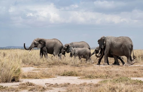 Arid Landscape, African Elephant (Loxodonta africana), Amboseli National Park, Rift Valley