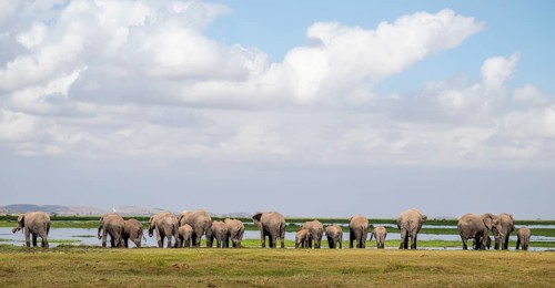 Herd standing in line at water drinking, African elephant (Loxodonta africana), Amboseli National