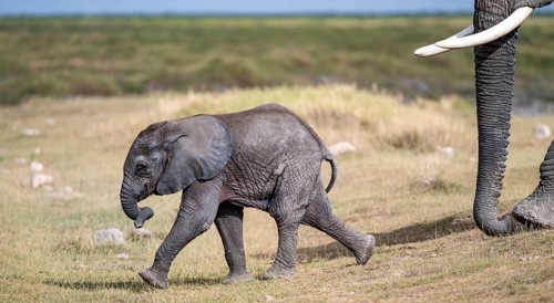 African elephant (Loxodonta africana), baby, young animal, Amboseli National Park, Rift Valley