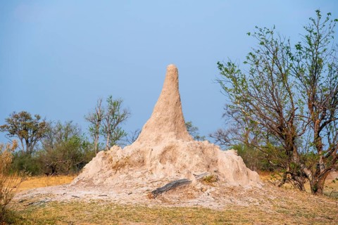 Large termite hill, Moremi Game Reserve, Botswana