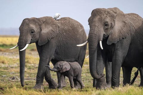 African elephant (Loxodonta africana), herd of young animals in Amboseli National Park, Rift Valley