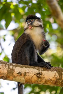 Red-tailed monkeys or Congo white-nosed monkeys (Cercopithecus ascanius schmidti), Kibale National