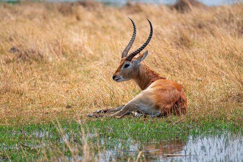 Letschwe or litchi bog antelope (Kobus leche), adult male, in tall dry grass, Okavango Delta,