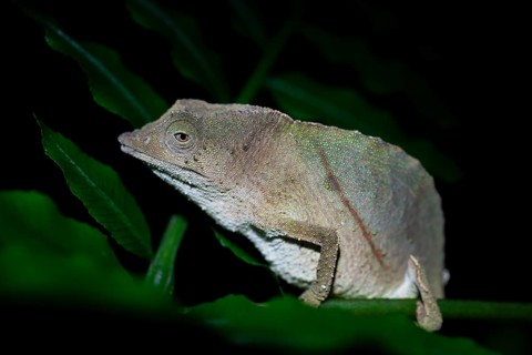 Zomba dwarf chameleon (Rieppeleon brachyurus), white chameleon on a branch at night, Amani Nature