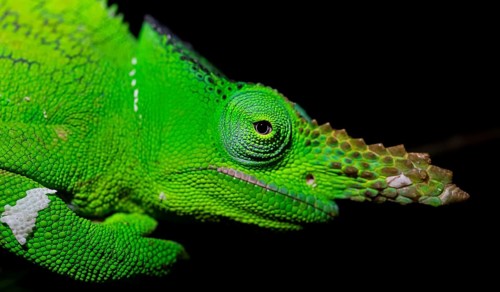Animal portrait, squishy bihorned chameleon (Kinyongia matschiei), adult male, chameleon on a