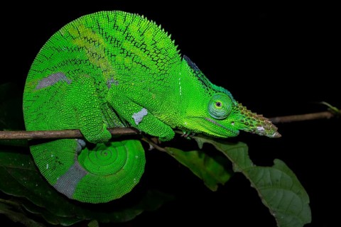 Squishy bihorn chameleon (Kinyongia matschiei), adult male, chameleon on a branch at night, Amani