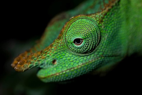 Animal portrait, squishy bihorned chameleon (Kinyongia matschiei), juvenile male, chameleon on a