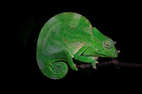 Usambara three-horned chameleon (Trioceros deremensis), chameleon on a branch at night, Amani