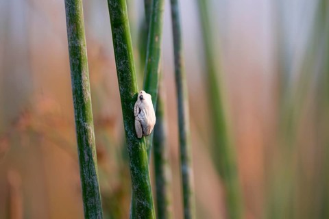 Marble redfrog (Hyperolius marmoratus), white frog sitting on a papyrus, Xakanaxa Lagoon, Okavango