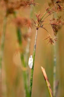 Marble redfrog (Hyperolius marmoratus), white frog sitting on a papyrus, Xakanaxa Lagoon, Okavango