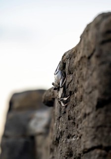 Red rock crab (Grapsus adscensionis), black young on a volcanic rock, coast, La Santa, Lanzarote,