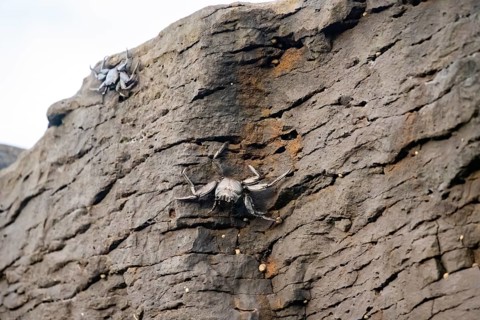 Red rock crabs (Grapsus adscensionis), black cubs on a volcanic rock, coast, La Santa, Lanzarote,