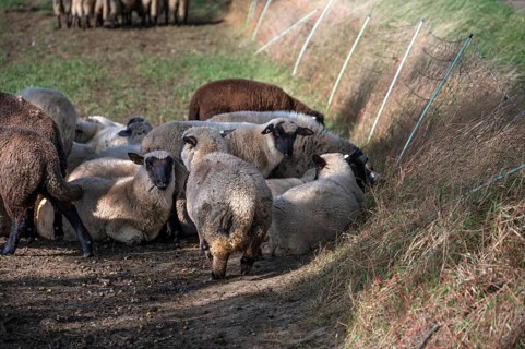 Black-headed sheep (Ovis gmelini aries) graze close to a pasture fence, Mecklenburg-Western