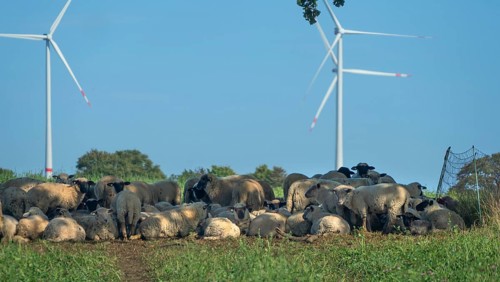 Blackhead sheep resting on pasture with wind turbines in the back, Mecklenburg-Western Pomerania,