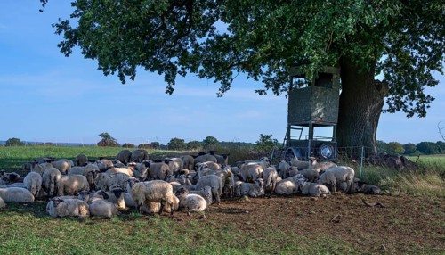 Blackhead sheep resting on pasture under an oak tree (Quercus), Mecklenburg-Western Pomerania,