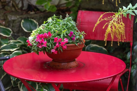 Garden snapdragons (Antirrhinum majus) on a red garden table, Bavaria, Germany