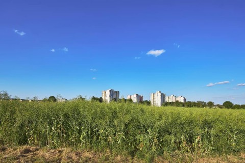 Rapeseed (Brassica napus), olive fruit, field, skyscrapers, residential buildings, view of