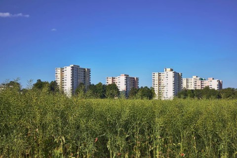 Rapeseed (Brassica napus), olive fruit, field, skyscrapers, residential buildings, view of