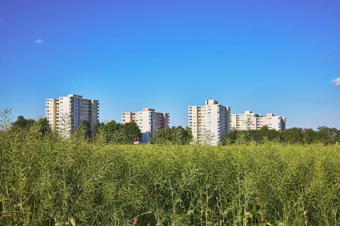 Rapeseed (Brassica napus), olive fruit, field, skyscrapers, residential buildings, view of