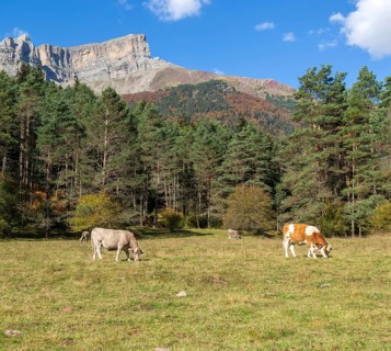 Cattle grazing in high mountain pasture, Selva de Oza, Valle de Hecho, Pyrenees Mountains, Huesca