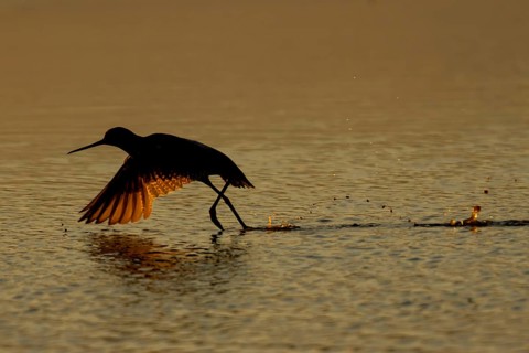 Spotted redshank (Tringa erythropus) silhouette of an adult wader bird running before taking off in