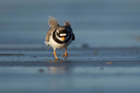 Ringed plover (Charadrius hiaticula) adult wader bird feeding on a worm on a beach, England, United