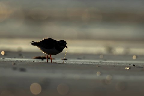 Ringed plover (Charadrius hiaticula) silhouette of an adult wader bird feeding on a worm on a beach