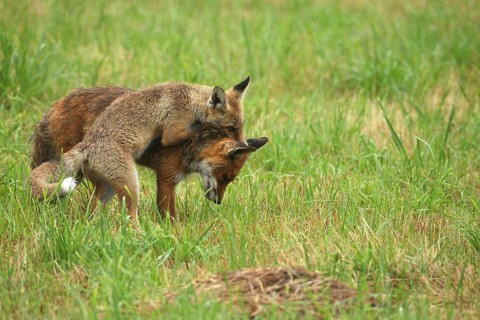 Red fox (Vulpes vulpes) male and weaned kitten, invitation to play on mown meadow in light rain,