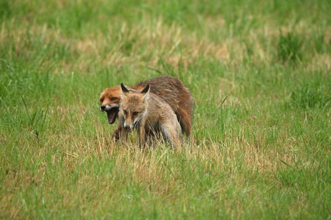 Red fox (Vulpes vulpes) male bites away weaned young, should finally become independent, mown