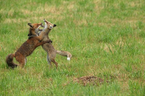 Red fox (Vulpes vulpes) male and weaned young playing on a mown meadow in light rain, Allgäu,
